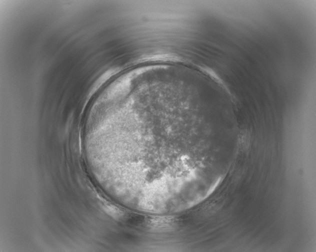 X0000078031274200611251546