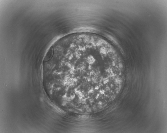 X0000078031275200611251546