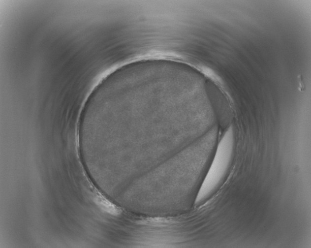 X0000078031280200611251546