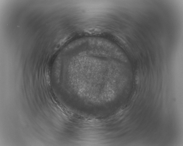 X0000078031298200611251545