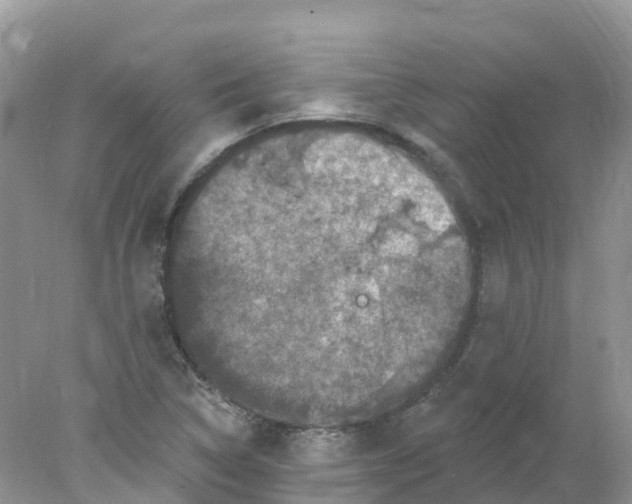 X0000078031314200611251545