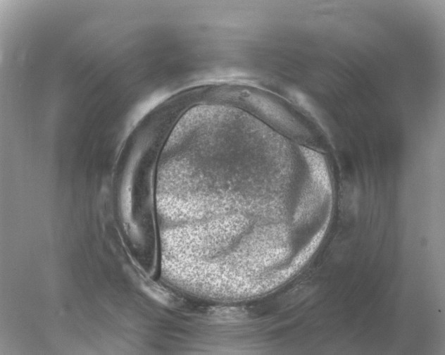 X0000078031320200611251545