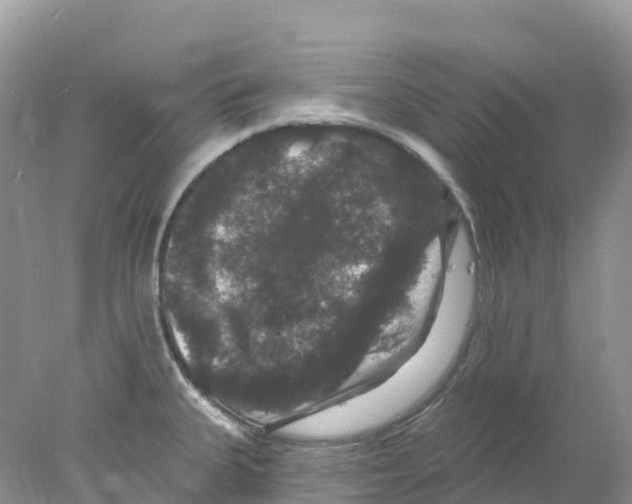 X0000078031335200611251546