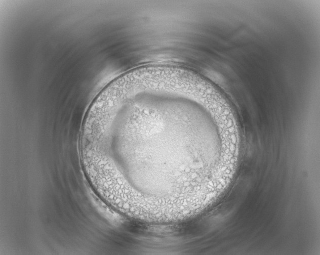 X0000078031338200611251546