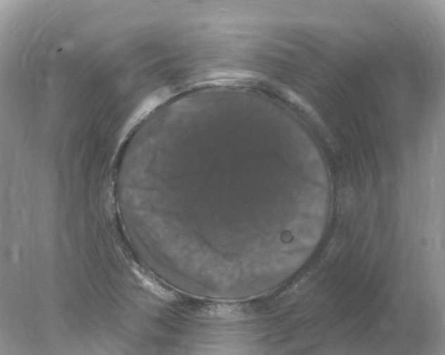 X0000078031362200611251545