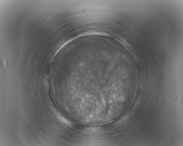 X0000078031369200611251544