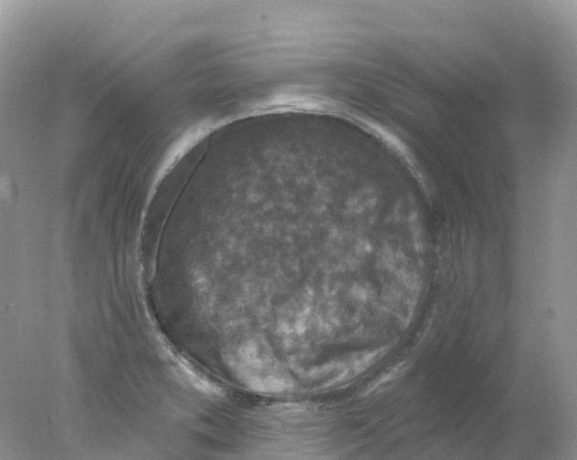 X0000078031373200611251544