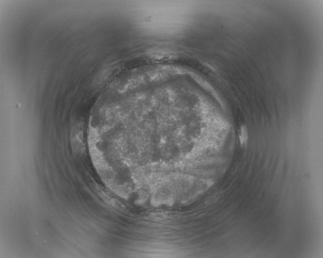 X0000078031396200611251543