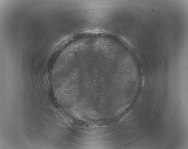 X0000078031398200611251543