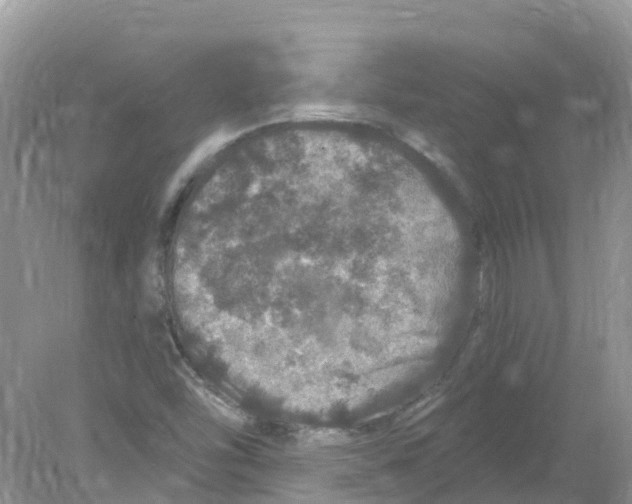 X0000078031454200611251543