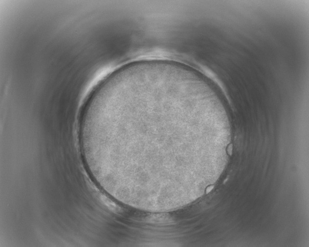 X0000078031464200611251543