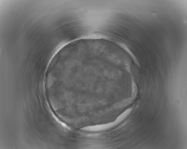 X0000078031484200611251543