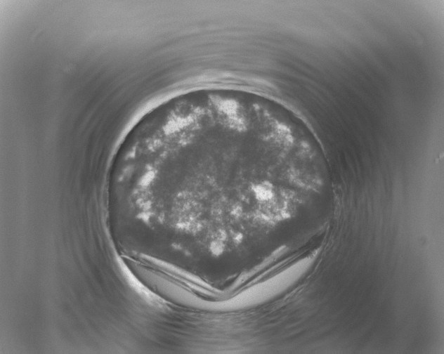 X0000078031531200611251542