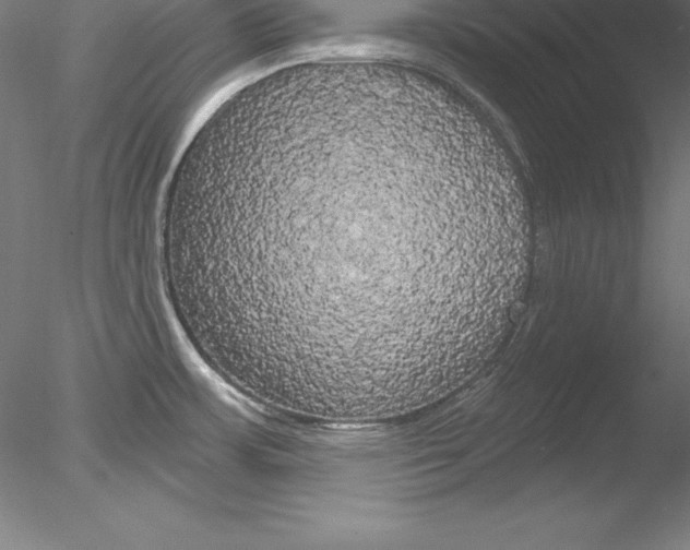 X0000078231483200611030840