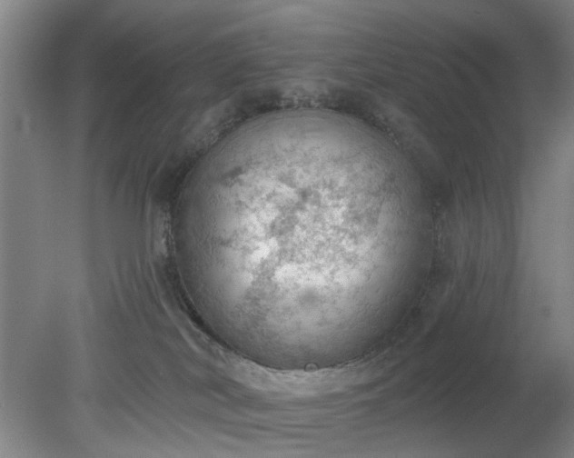 X0000078230038200611101021