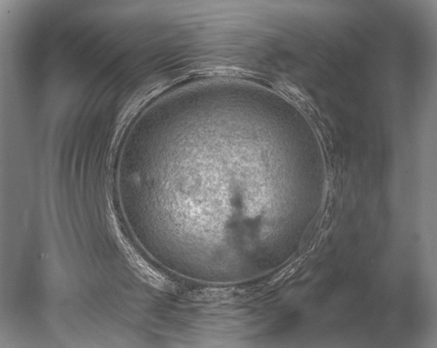 X0000078230049200611101020