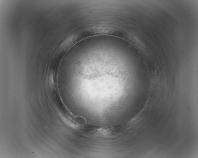 X0000078230166200611101019