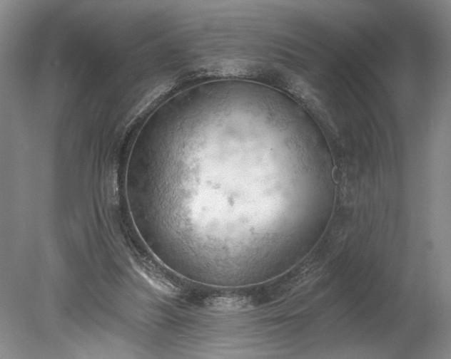 X0000078230251200611101017