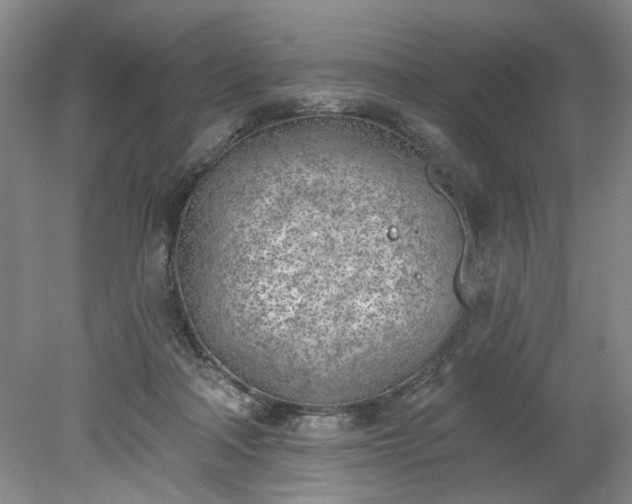 X0000078230314200611101016