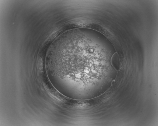 X0000078230646200611101010