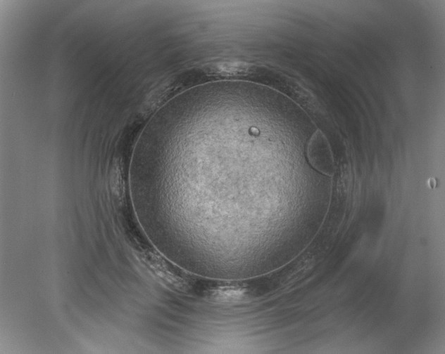 X0000078230651200611101011