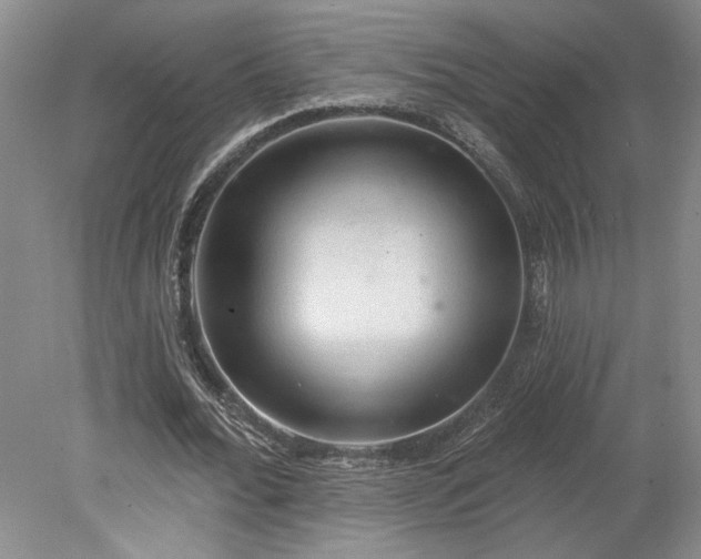 X0000078230676200611101010