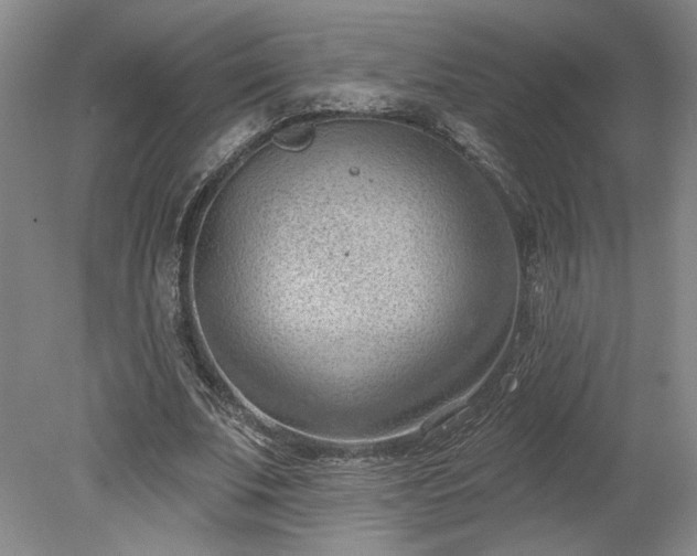 X0000078230679200611101010