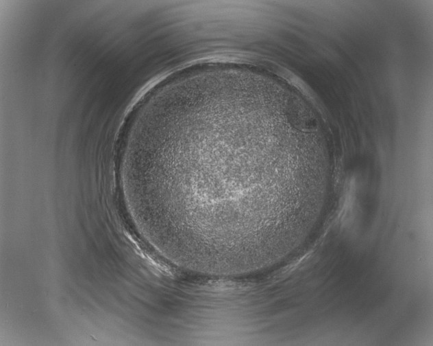 X0000078230829200611101007