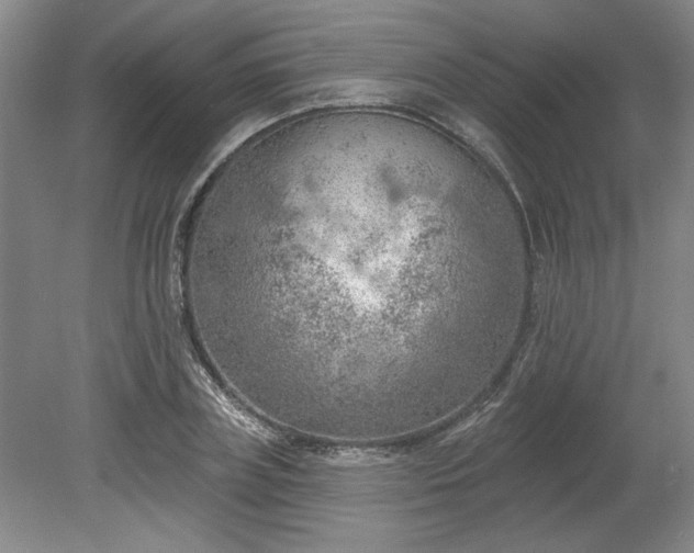 X0000078230835200611101007