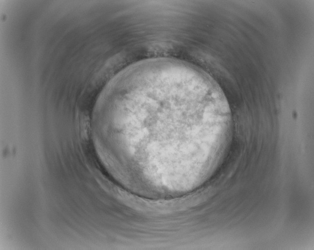 X0000078230038200611171445