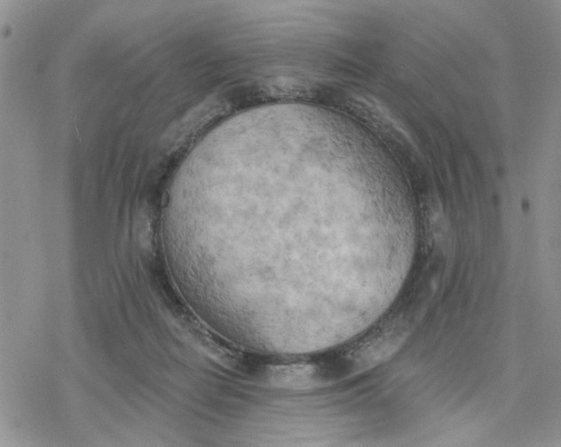 X0000078230266200611171441