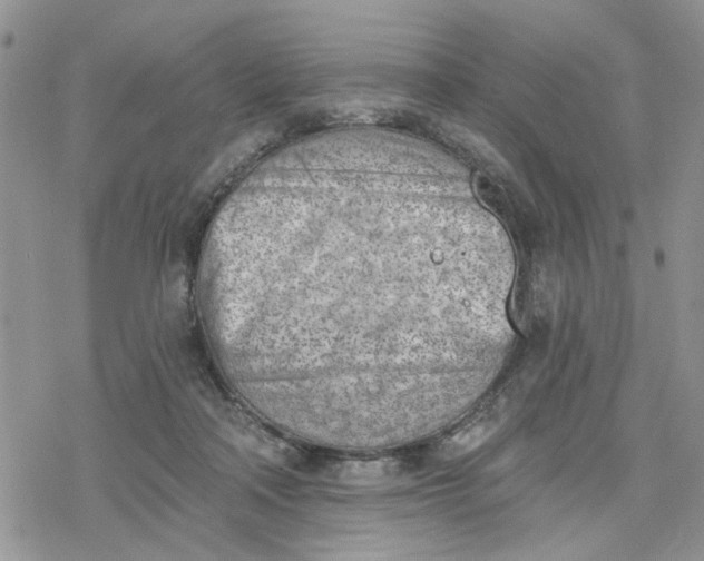 X0000078230314200611171440