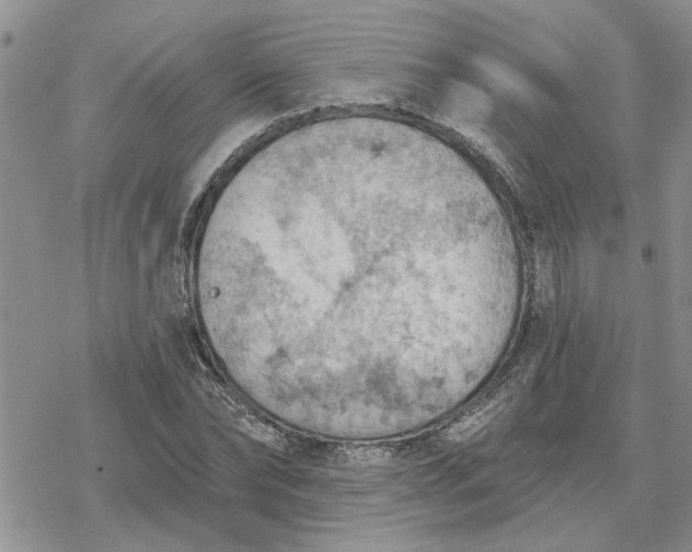 X0000078230878200611171431