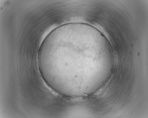 X0000078231006200611171429