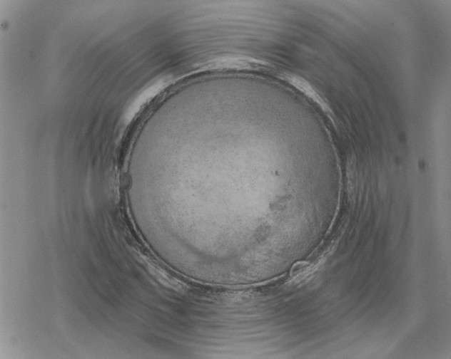 X0000078231067200611171428