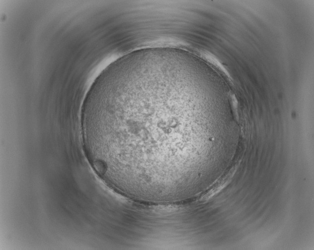 X0000078231087200611171427