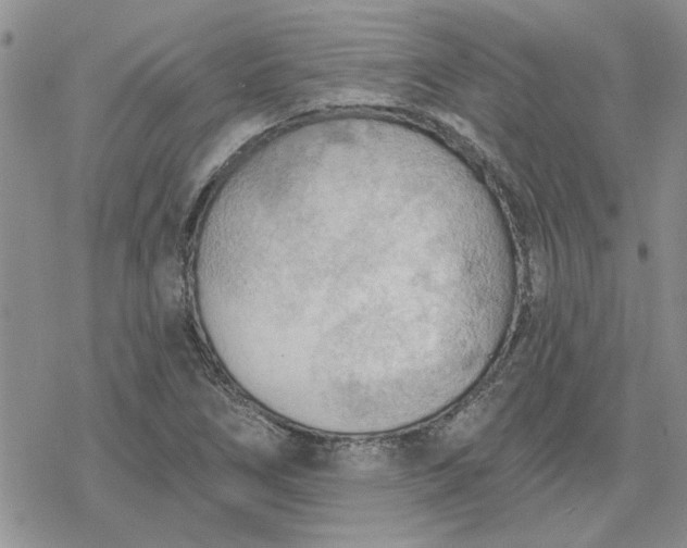 X0000078231266200611171425