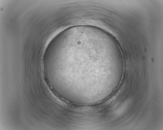 X0000078231517200611171421