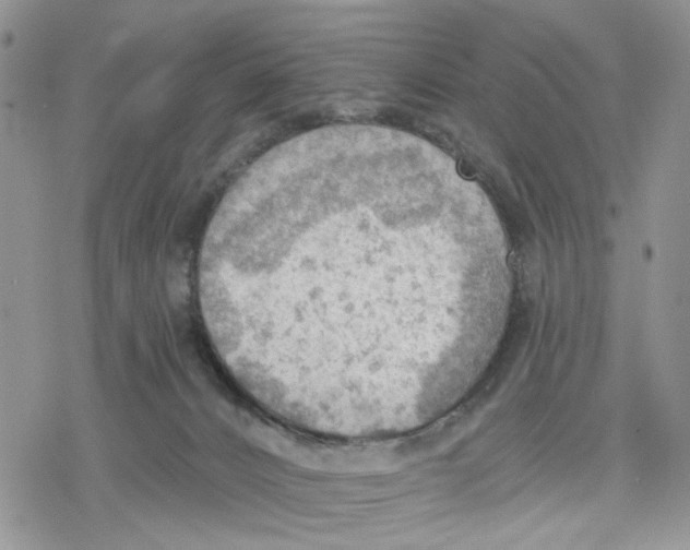 X0000078230032200611251225