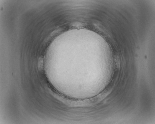 X0000078230036200611251225