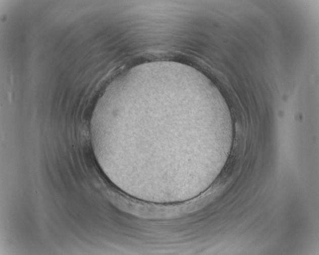 X0000078230048200611251225