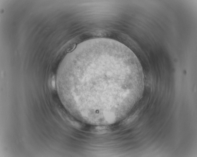 X0000078230095200611251225