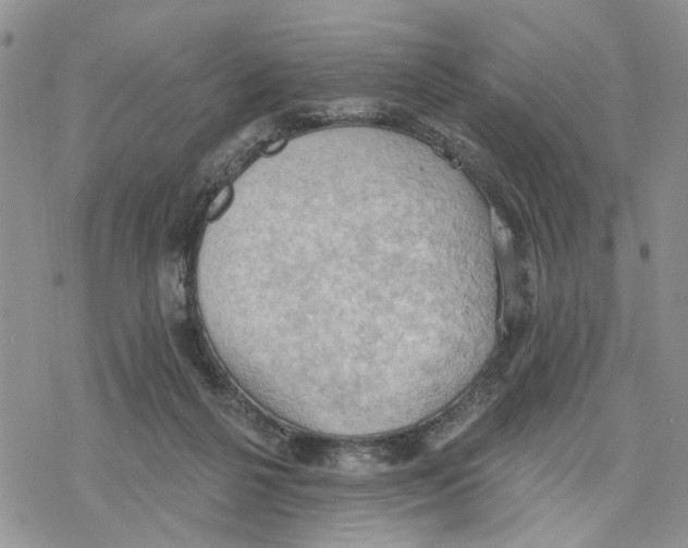 X0000078230264200611251221