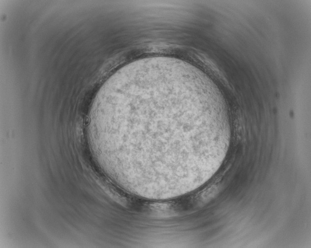 X0000078230265200611251221