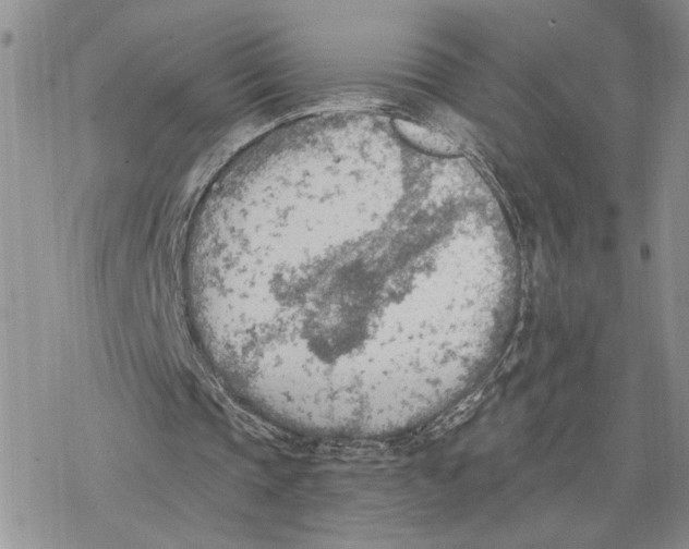 X0000078230337200611251219