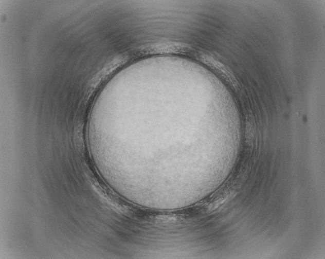 X0000078230394200611251219