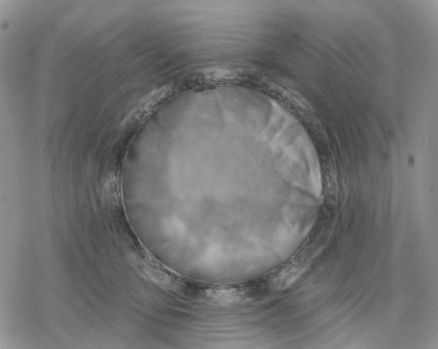 X0000078230419200611251219