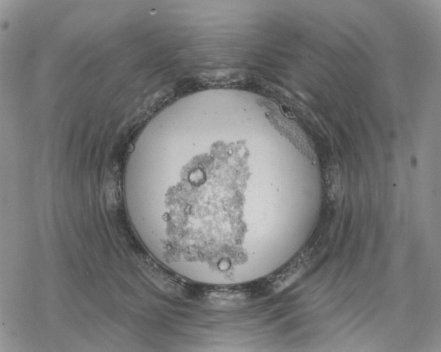 X0000078230515200611251217