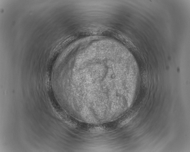 X0000078230594200611251216