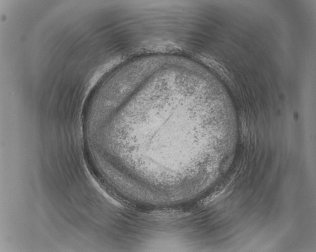 X0000078230630200611251215